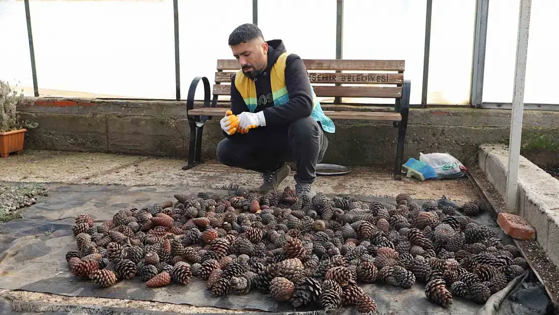 Doğada toplanan kozalaklardan fidan üretiliyor