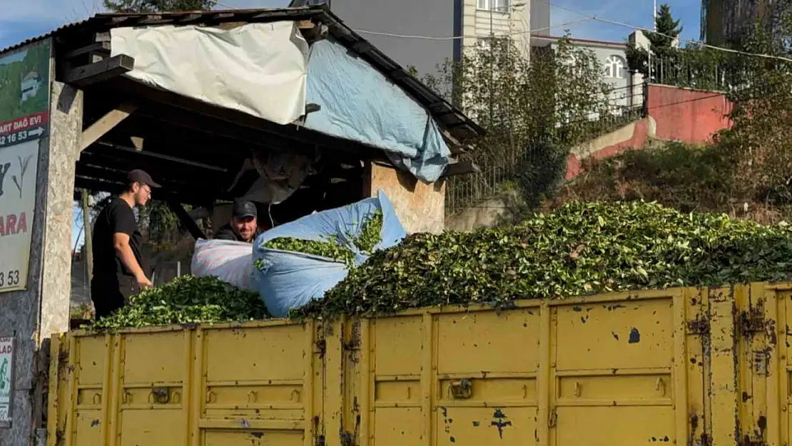 Kış geldi, çay sezonu bitmedi